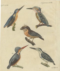 Four Kingfishers on Branches, Antique Bertuch Print, Vienna, circa 1818