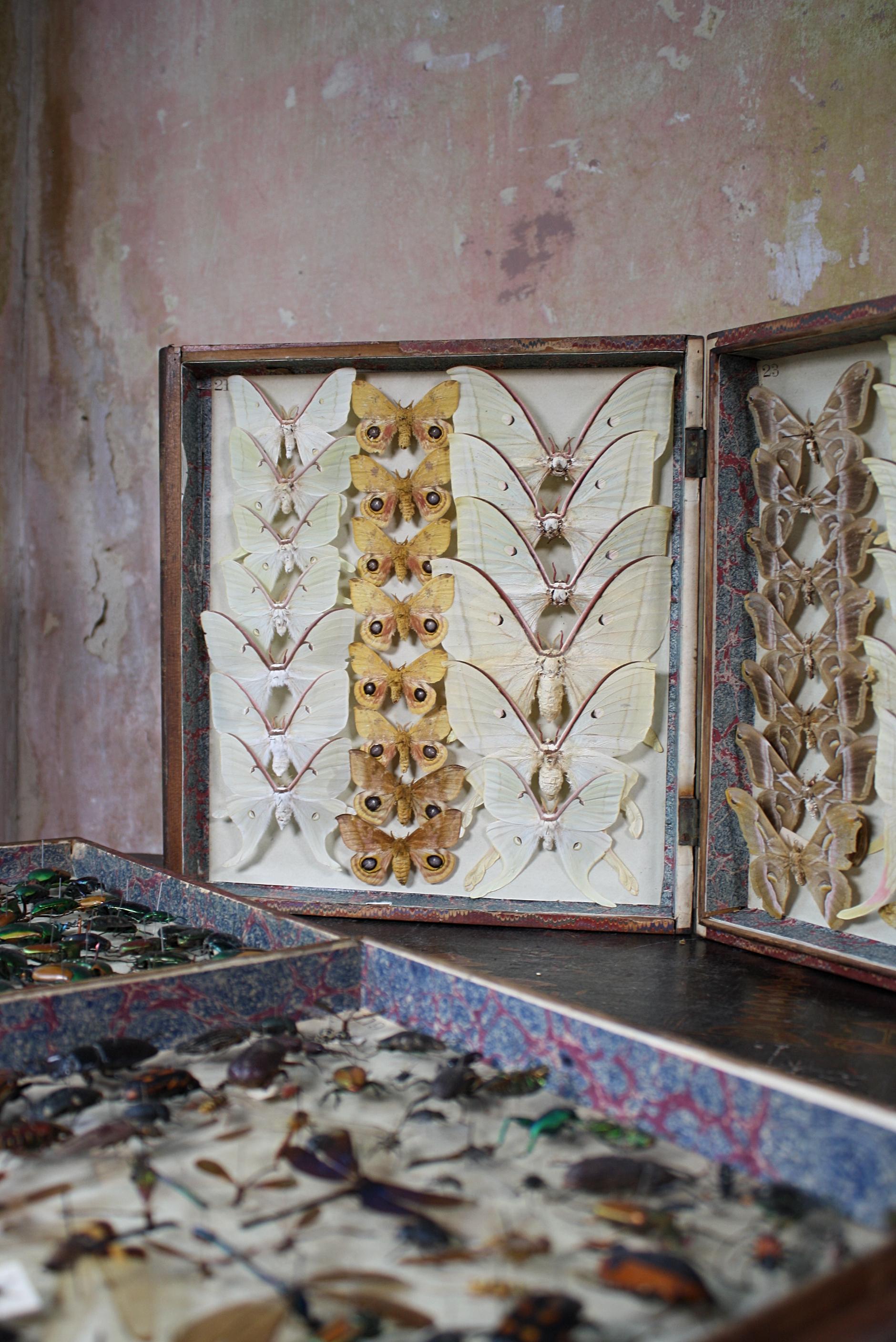 Four Late 19th Century Lepidopterology & Enthmology Faux Book Box Specimens 5