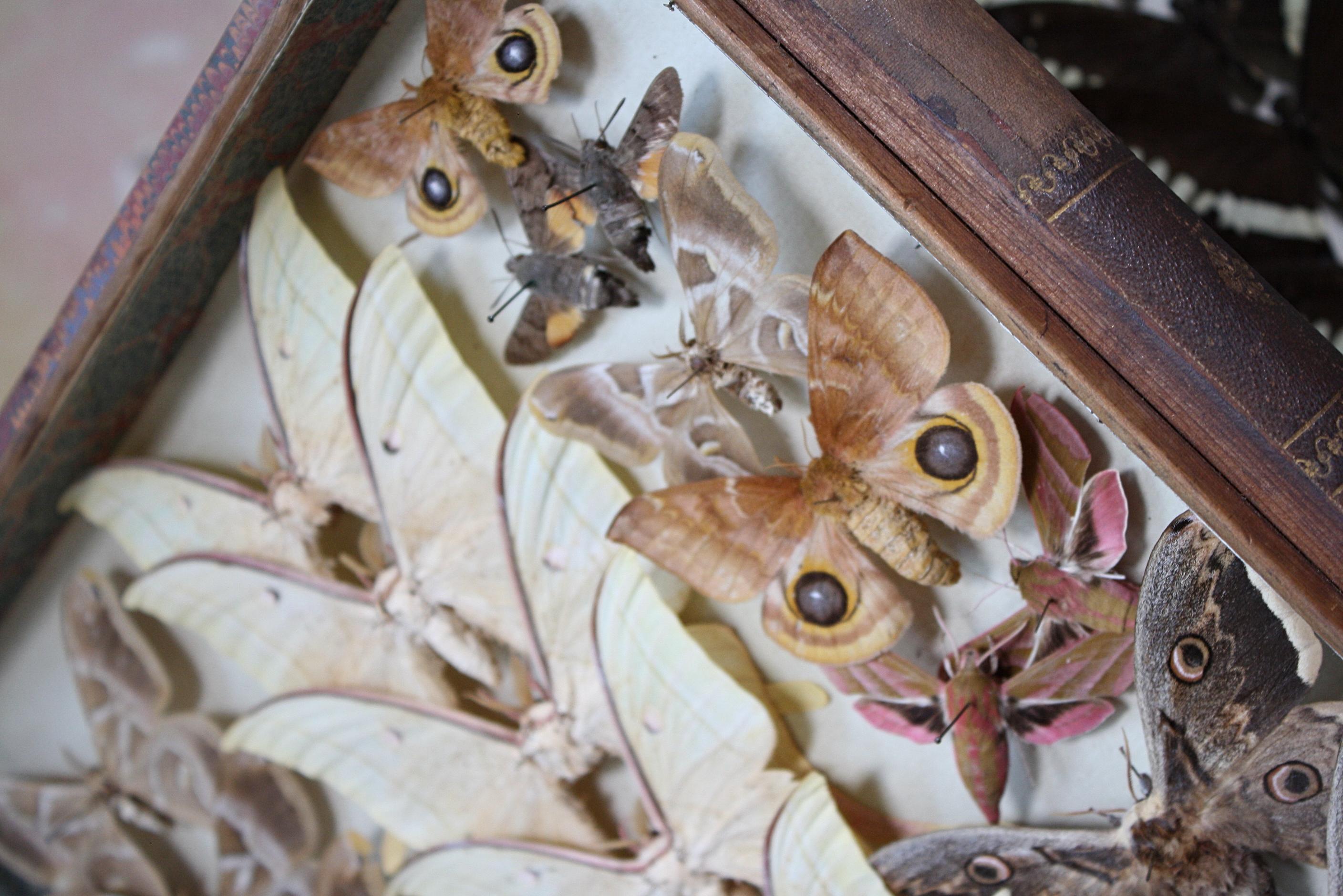 Four Late 19th Century Lepidopterology & Enthmology Faux Book Box Specimens 6