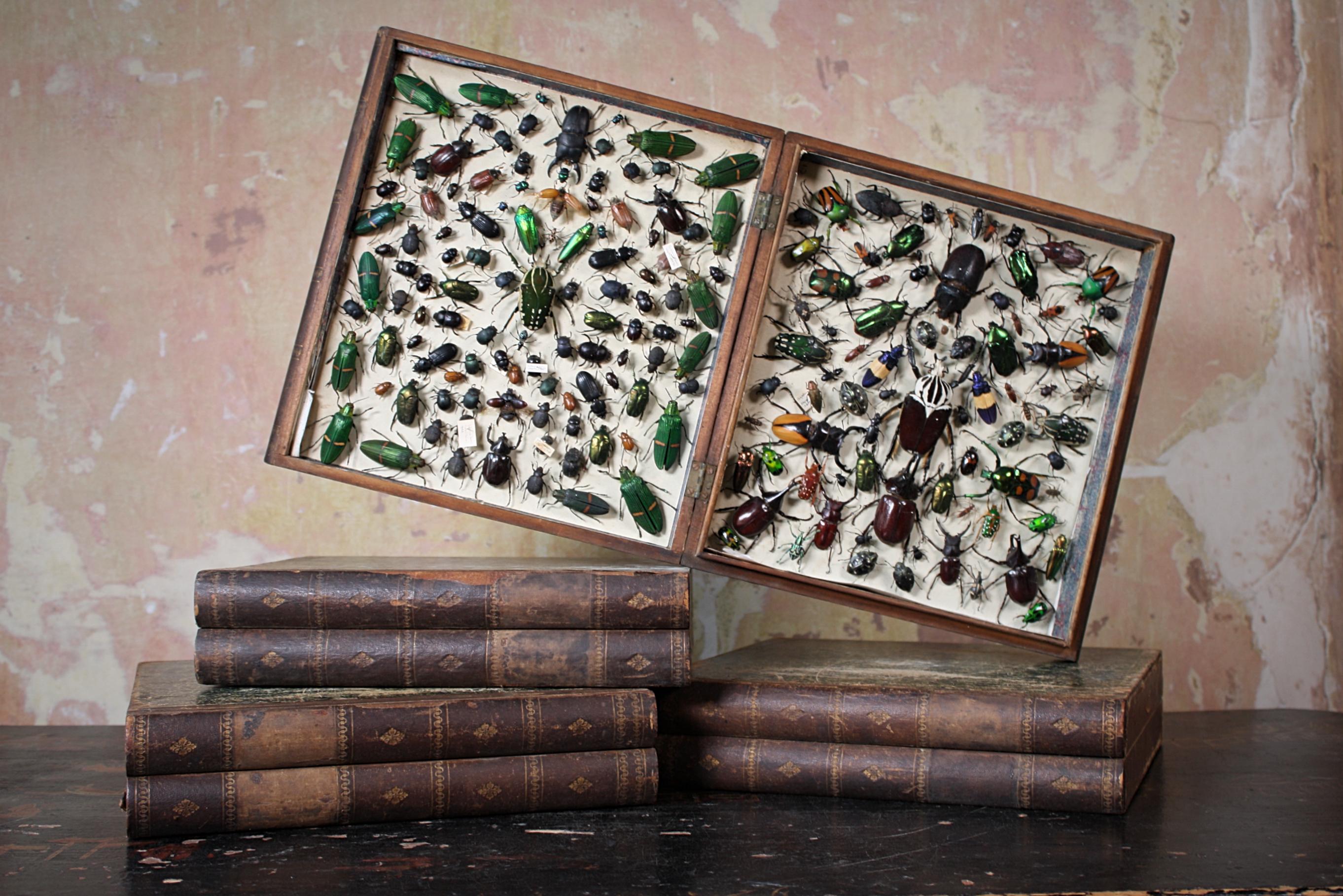 Four Late 19th Century Lepidopterology & Enthmology Faux Book Box Specimens 7