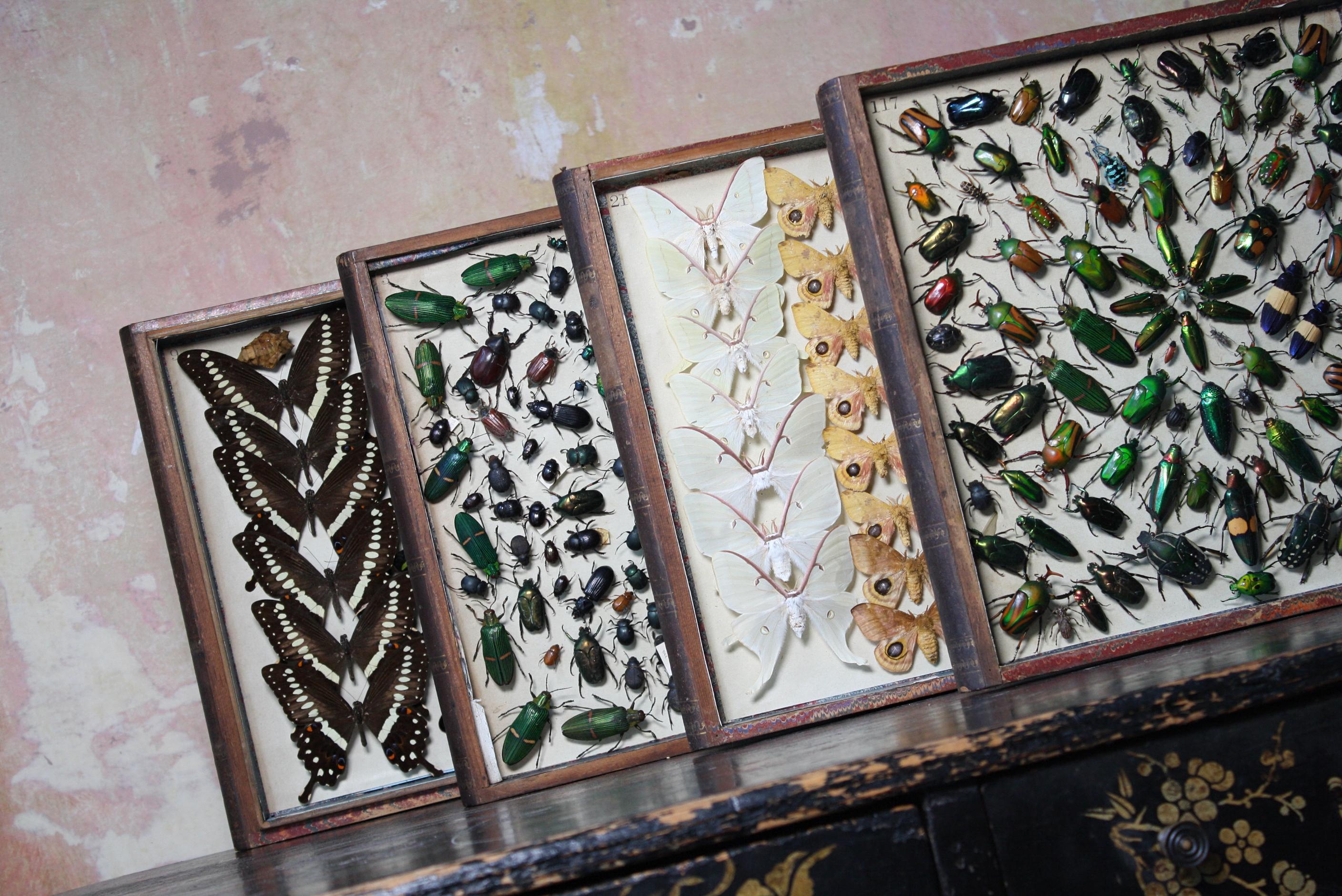 Four Late 19th Century Lepidopterology & Enthmology Faux Book Box Specimens In Good Condition In Lowestoft, GB