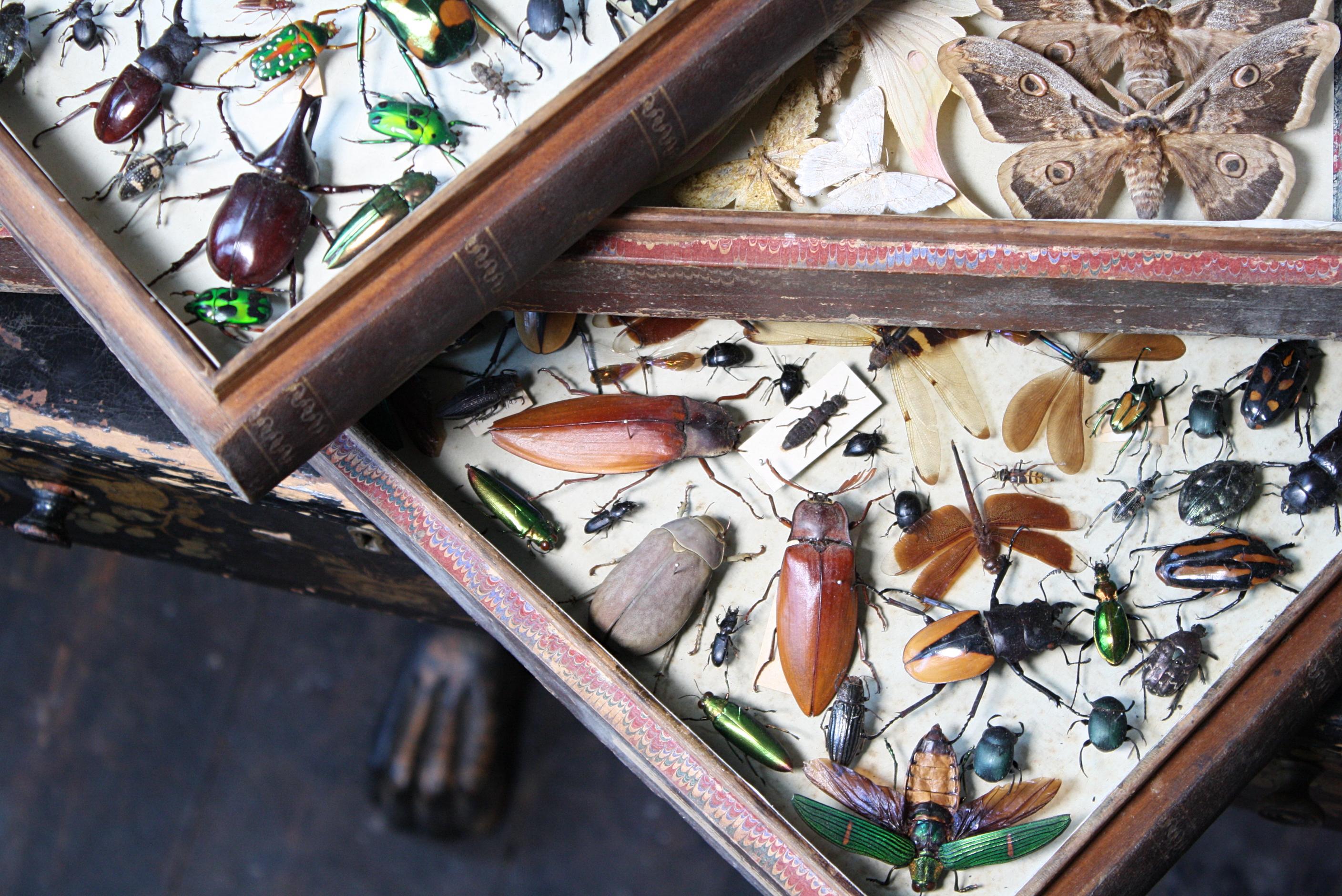 Four Late 19th Century Lepidopterology & Enthmology Faux Book Box Specimens 1