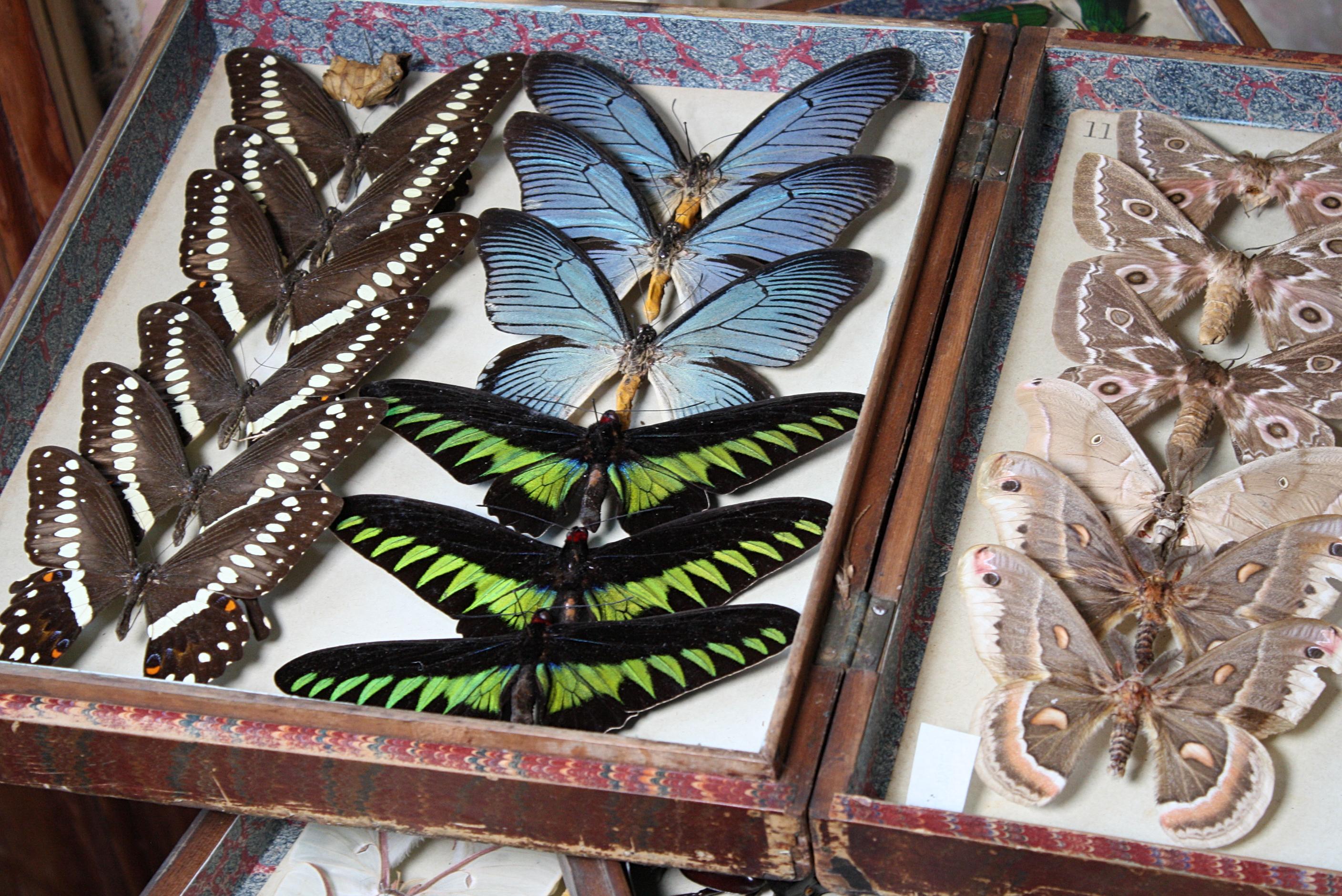 Four Late 19th Century Lepidopterology & Enthmology Faux Book Box Specimens 2