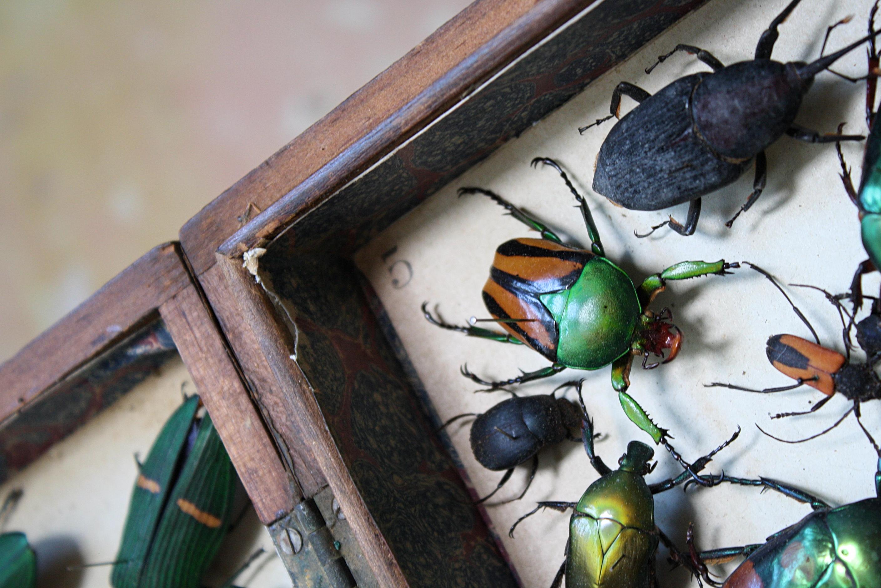 Four Late 19th Century Lepidopterology & Enthmology Faux Book Box Specimens 3