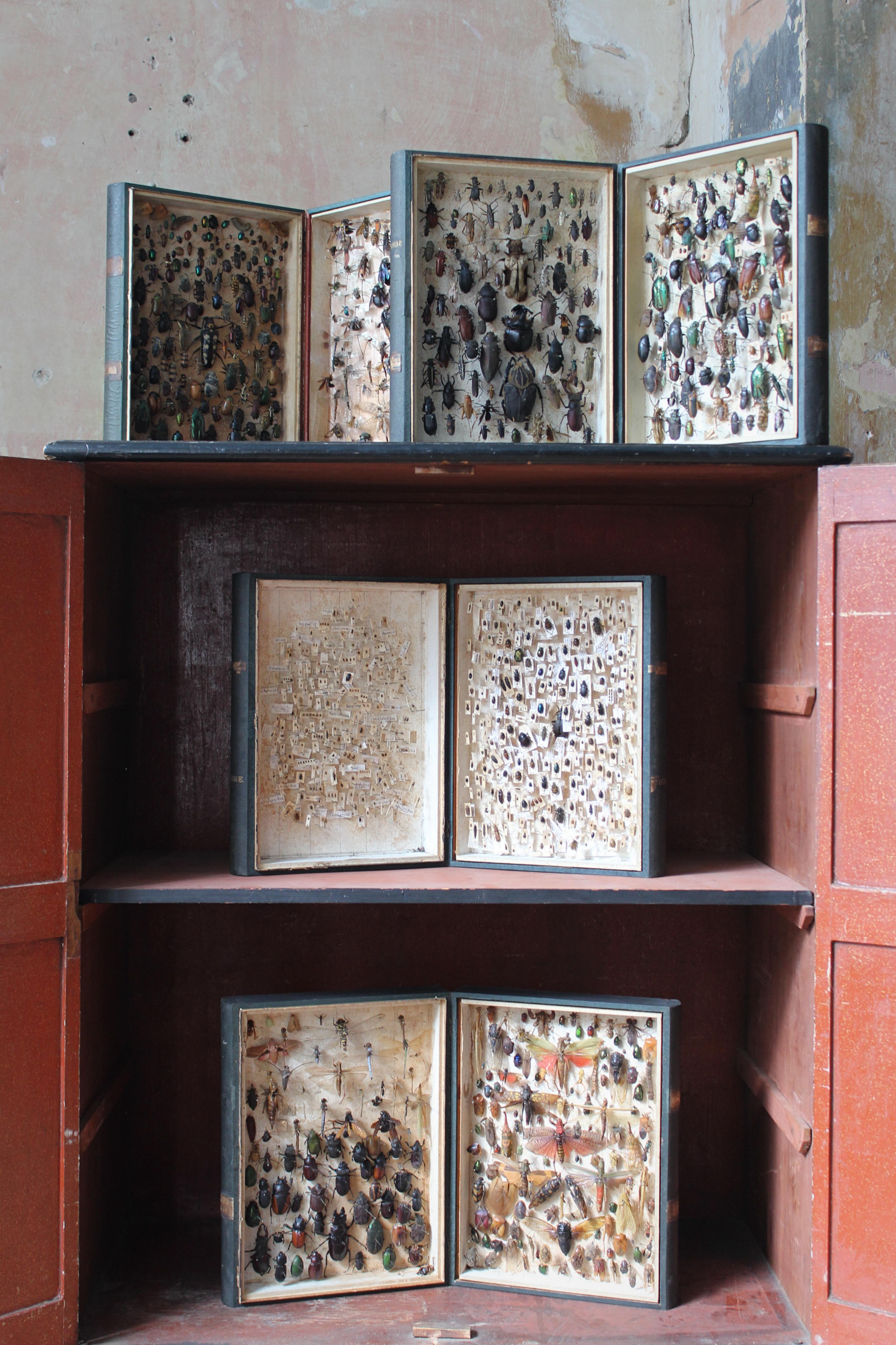 Four Late 19th to 20th C  Zoology Entomology Faux Book Box Specimens Taxidermy  12