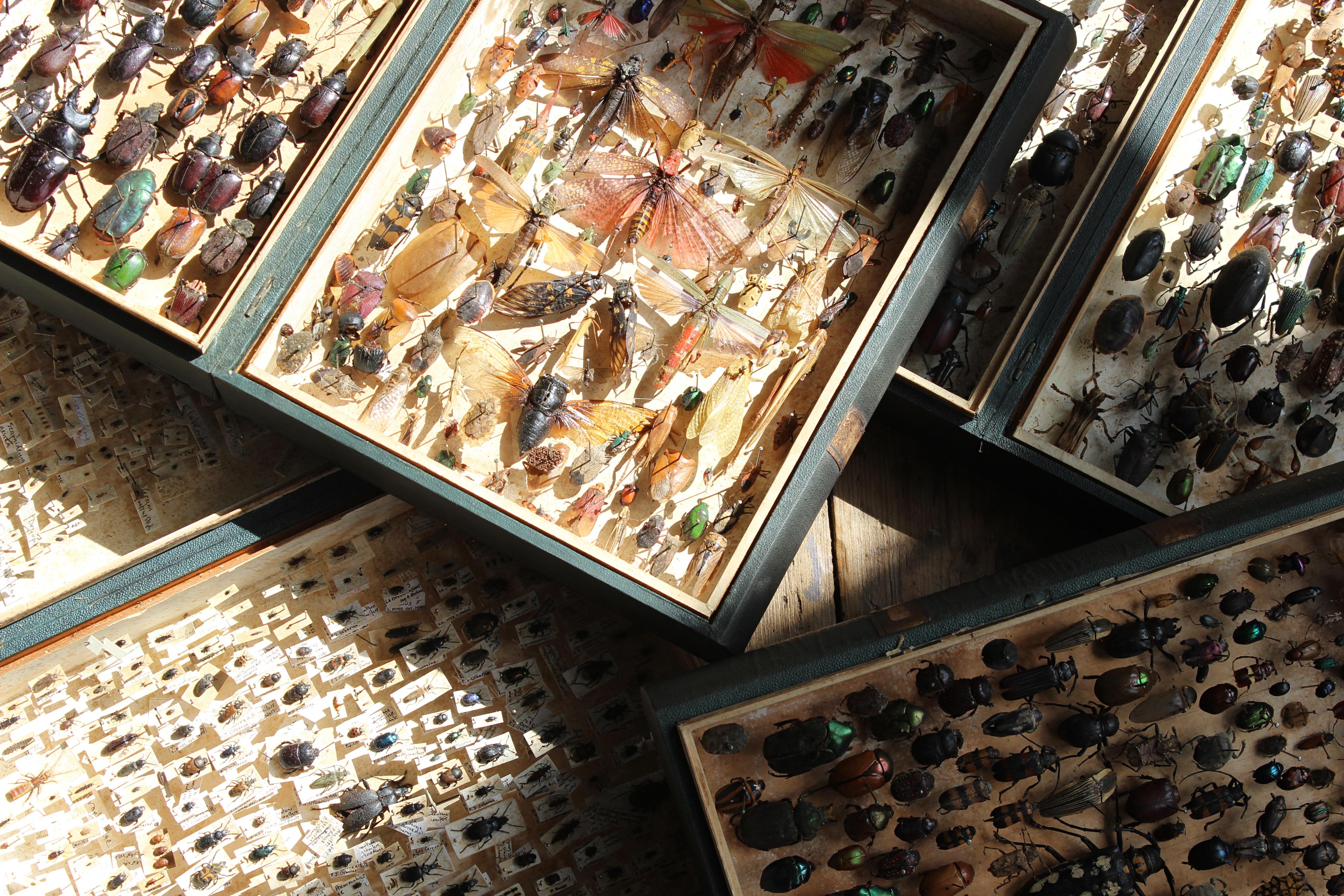A fantastic collection of four book boxes, containing pinned insect specimens. 

The book boxes are pine in construction, with a faux shagreen covering with gilt labels to each spine.

Age related wear, minimal loses to the specimens as one would