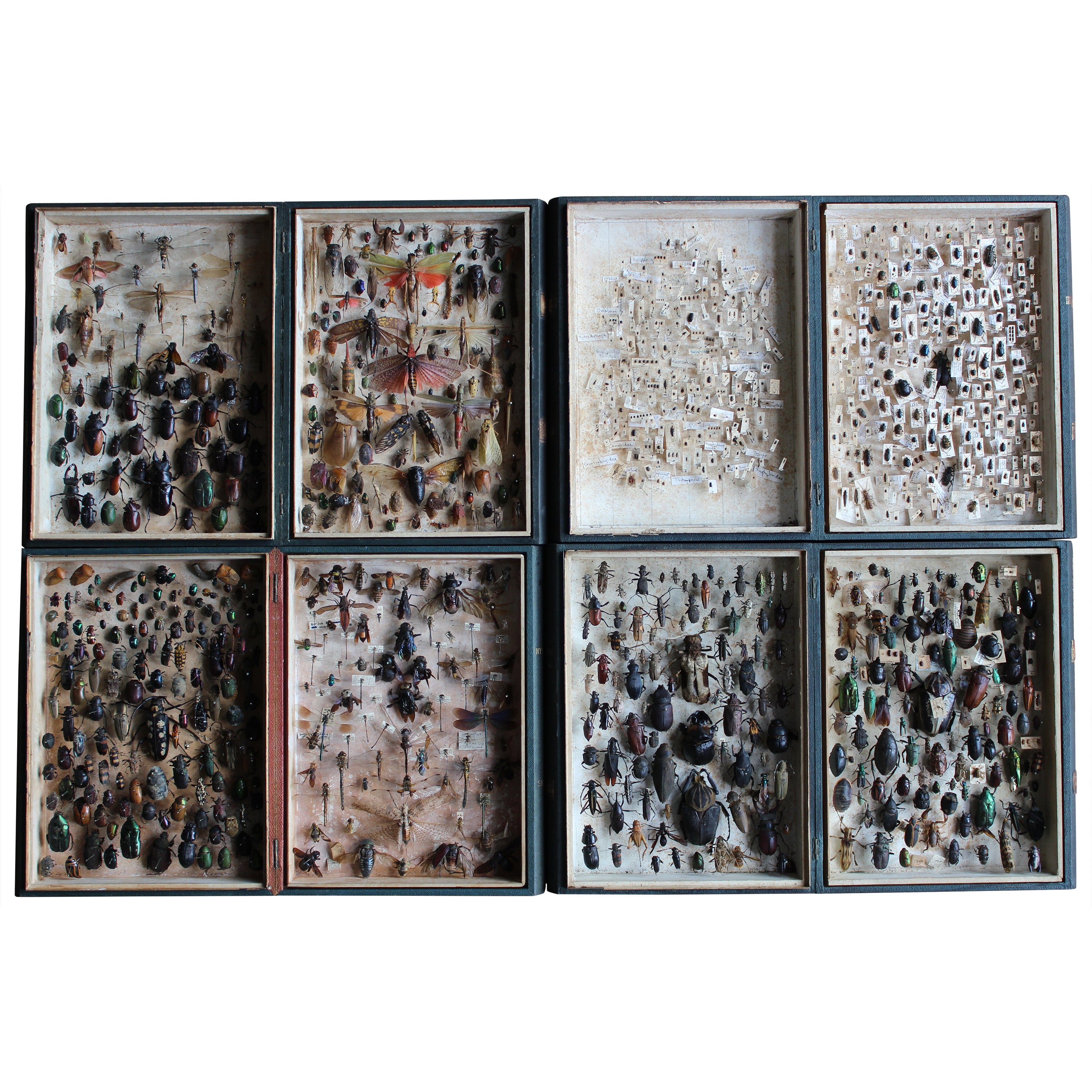 Four Late 19th to 20th C  Zoology Entomology Faux Book Box Specimens Taxidermy