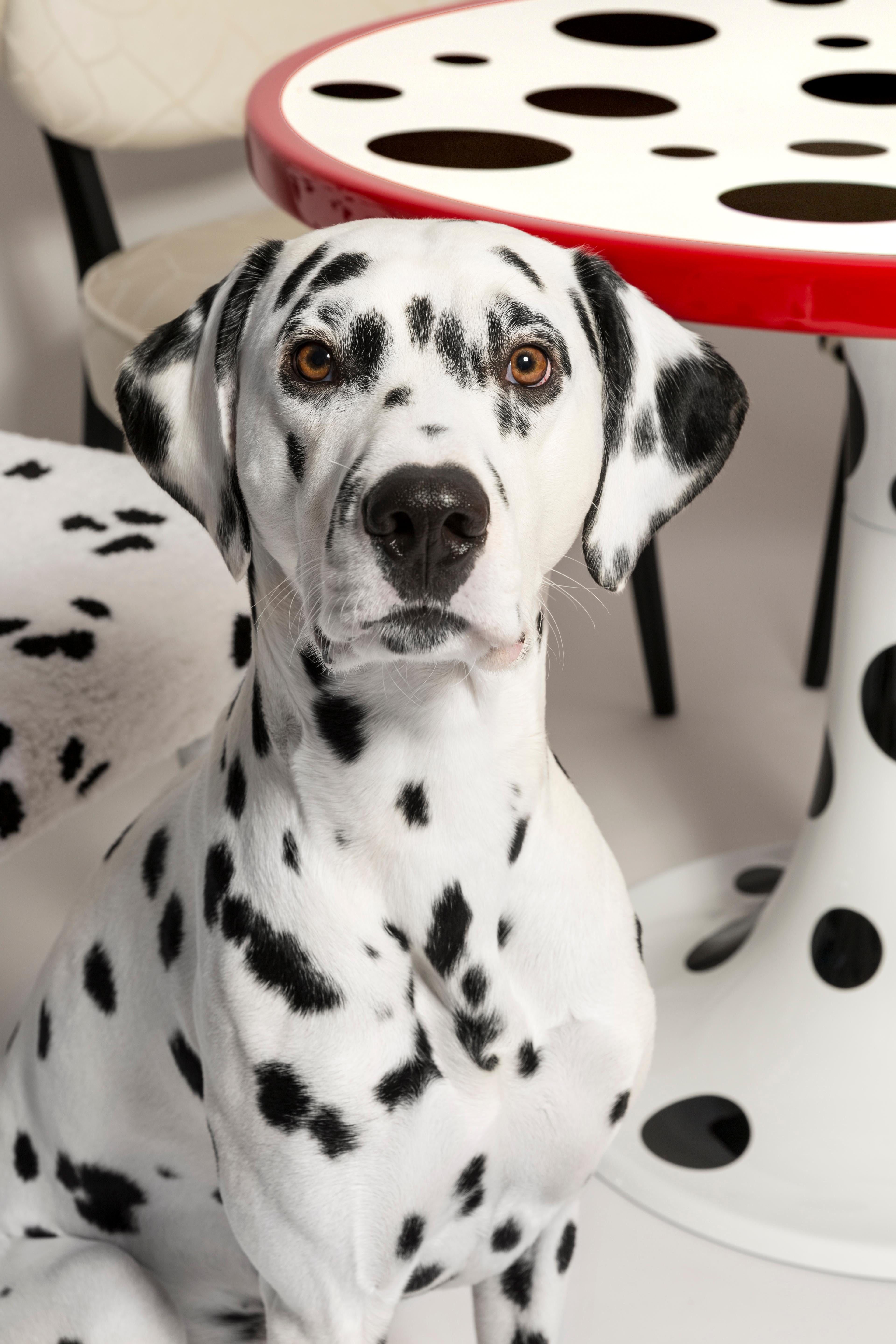 Quatre chaises Rajmund Halas du milieu du siècle en laine Dalmatian Cruella touffetée à la main, années 1960 en vente 2