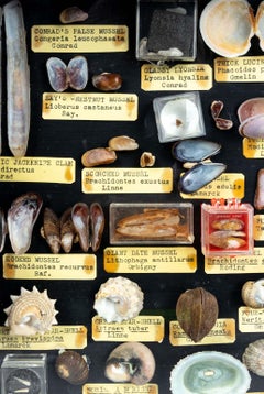 Four Shadow Boxes with Seashells