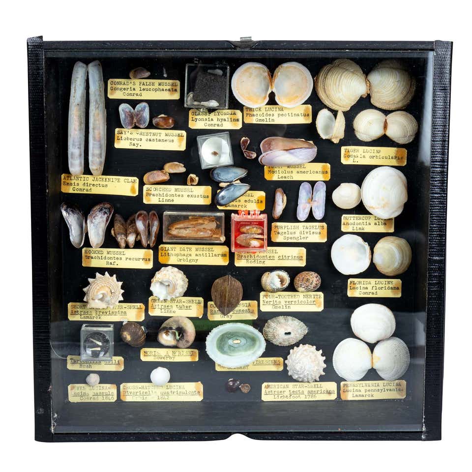 Seashell Collection - 103 For Sale on 1stDibs | sea shell collections ...