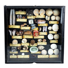 Vintage Four Shadow Boxes with Seashells