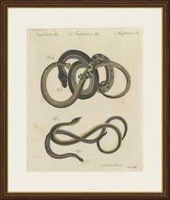 Four Snakes in Colourful Coils, Antique Bertuch Print, Vienna, circa 1805