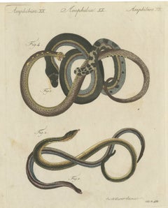 Four Snakes in Colourful Coils, Antique Bertuch Print, Vienna, circa 1805