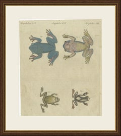 Four Tree Frogs Including a Blue Frog, Antique Bertuch Print, Vienna, circa 1815