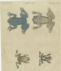 Four Tree Frogs Including a Blue Frog, Antique Bertuch Print, Vienna, circa 1815