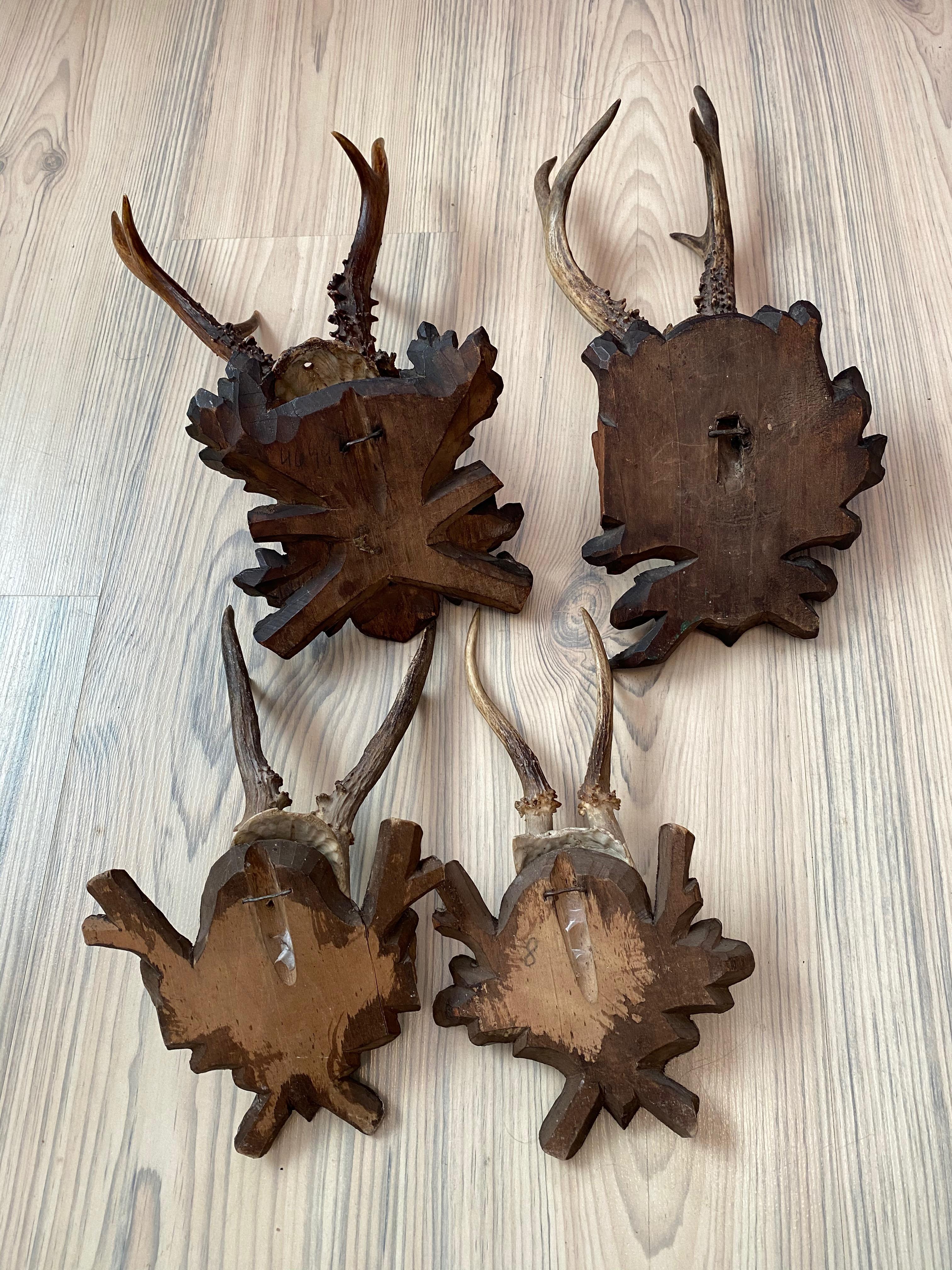 Four Vintage Black Forest Deer Antler Trophies, Wood Carved Plaque, Austria 5