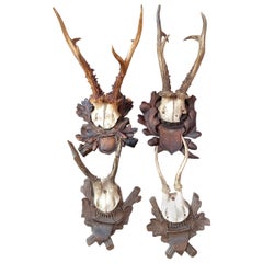 Four Vintage Black Forest Deer Antler Trophies, Wood Carved Plaque, Austria