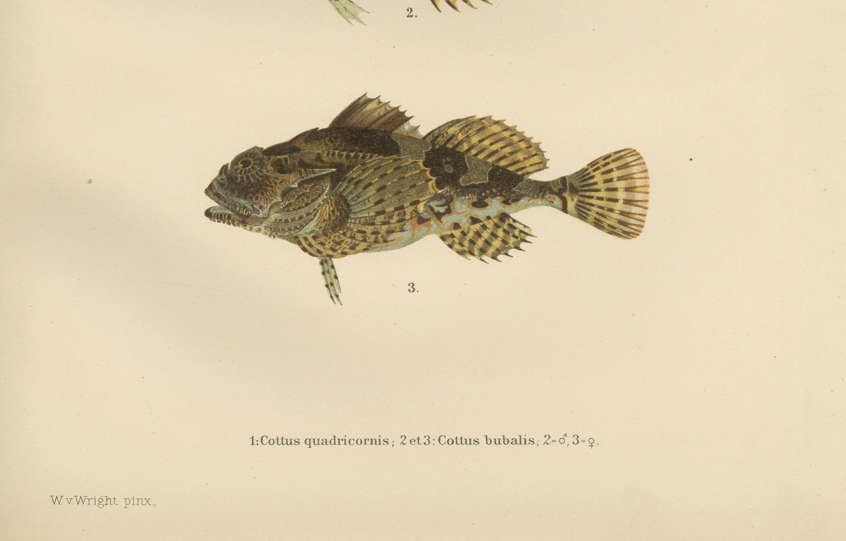 Fourhorn Sculpin und Long-Spined Bullhead - Komplizierte skandinavische Fischlithographie  

Diese faszinierende Lithografie aus dem 19. Jahrhundert von *Skandinaviens Fiskar* zeigt drei in skandinavischen Gewässern beheimatete Fischarten in