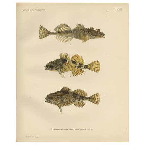 Fourhorn Sculpin and Long-Spined Bullhead - Intricate Scandinavian Fish Litho