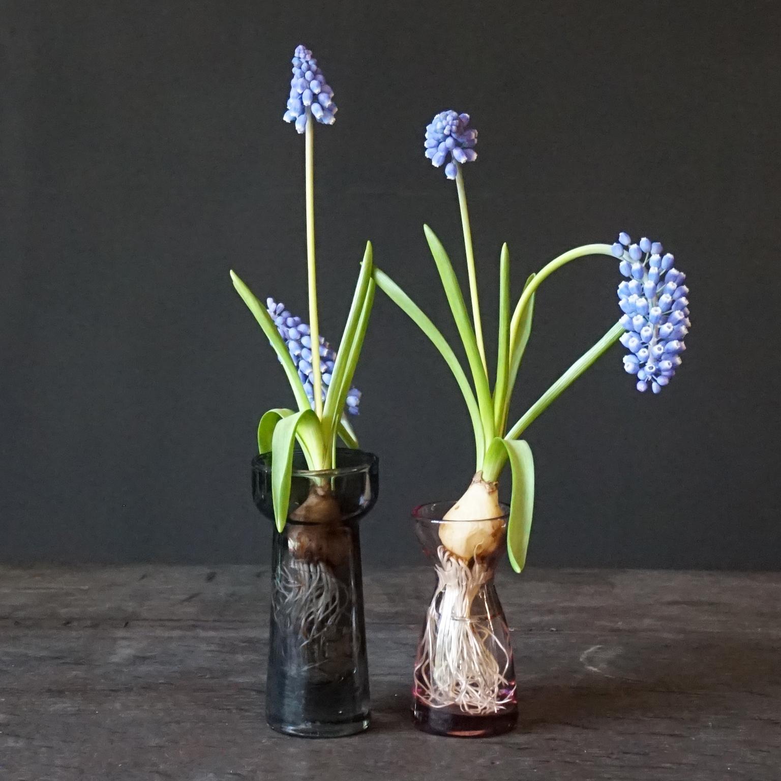 Fourteen Dutch 1960s Leerdam for Rimac Hyacinth Flower Crocus Bulb Glass Vases 6