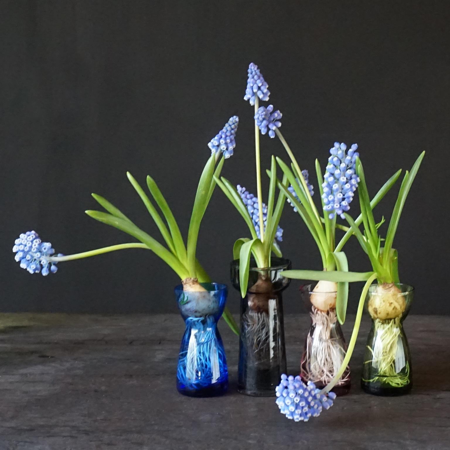 Fourteen Dutch 1960s Leerdam for Rimac Hyacinth Flower Crocus Bulb Glass Vases 9