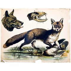 Fox and Wolf, Antique Wall Chart