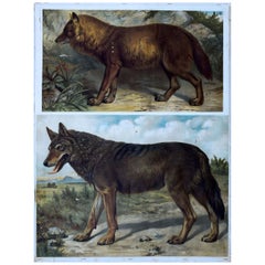 Fox and Wolf, Antique Wall Chart