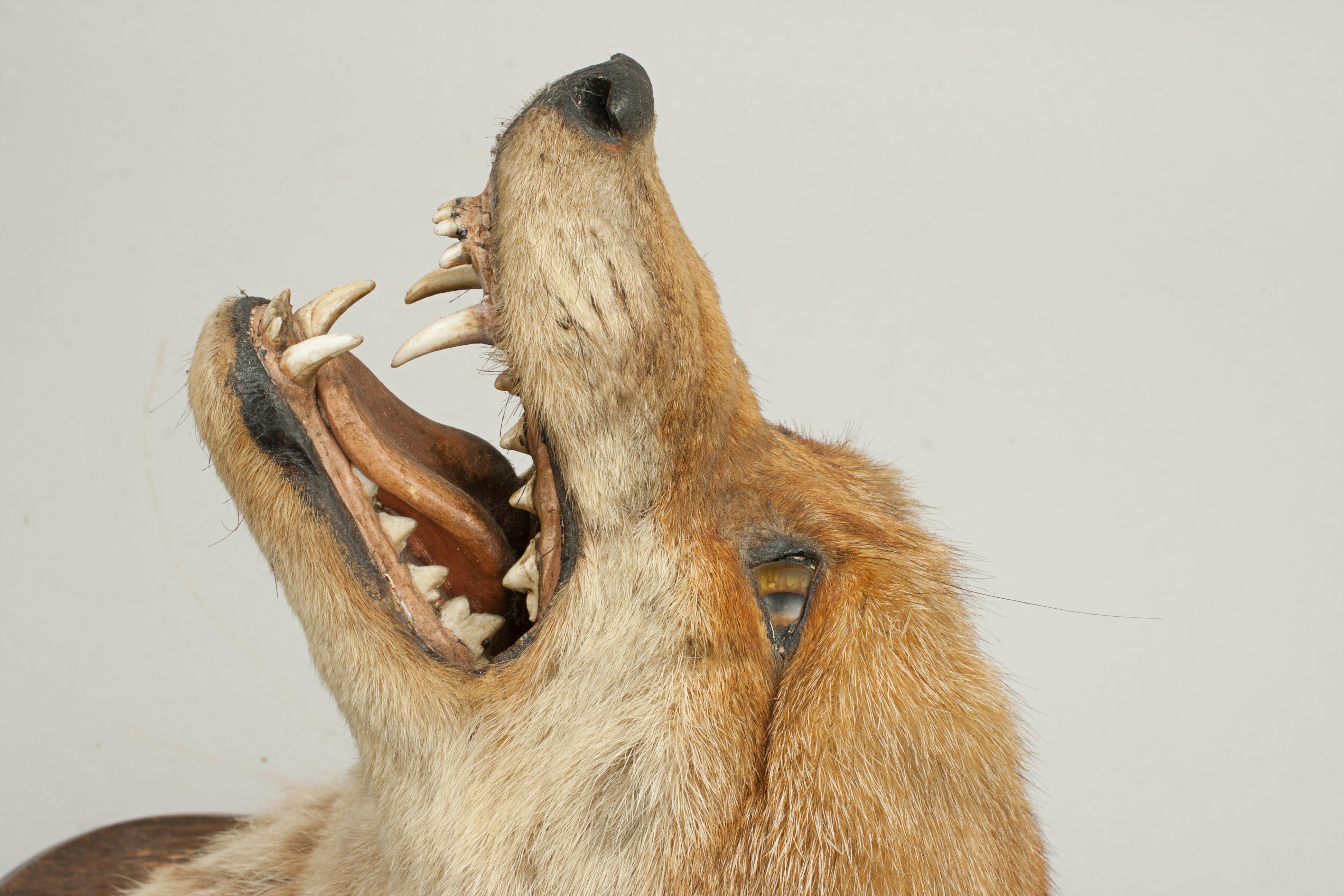 Fox Mask, Taxidermy by Peter Spicer of Royal Leamington Spa 1