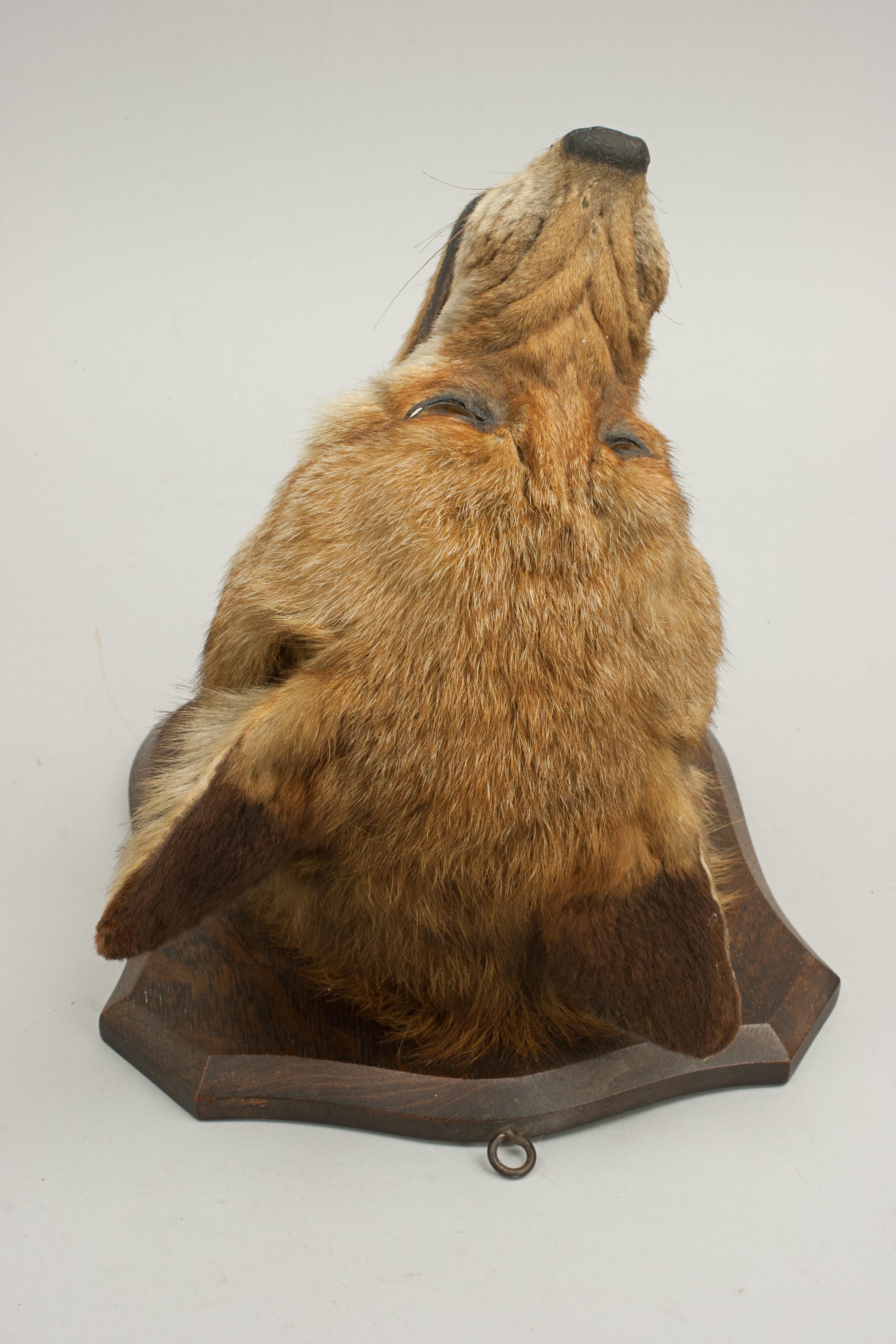 Fox Mask, Taxidermy by Peter Spicer of Royal Leamington Spa 2