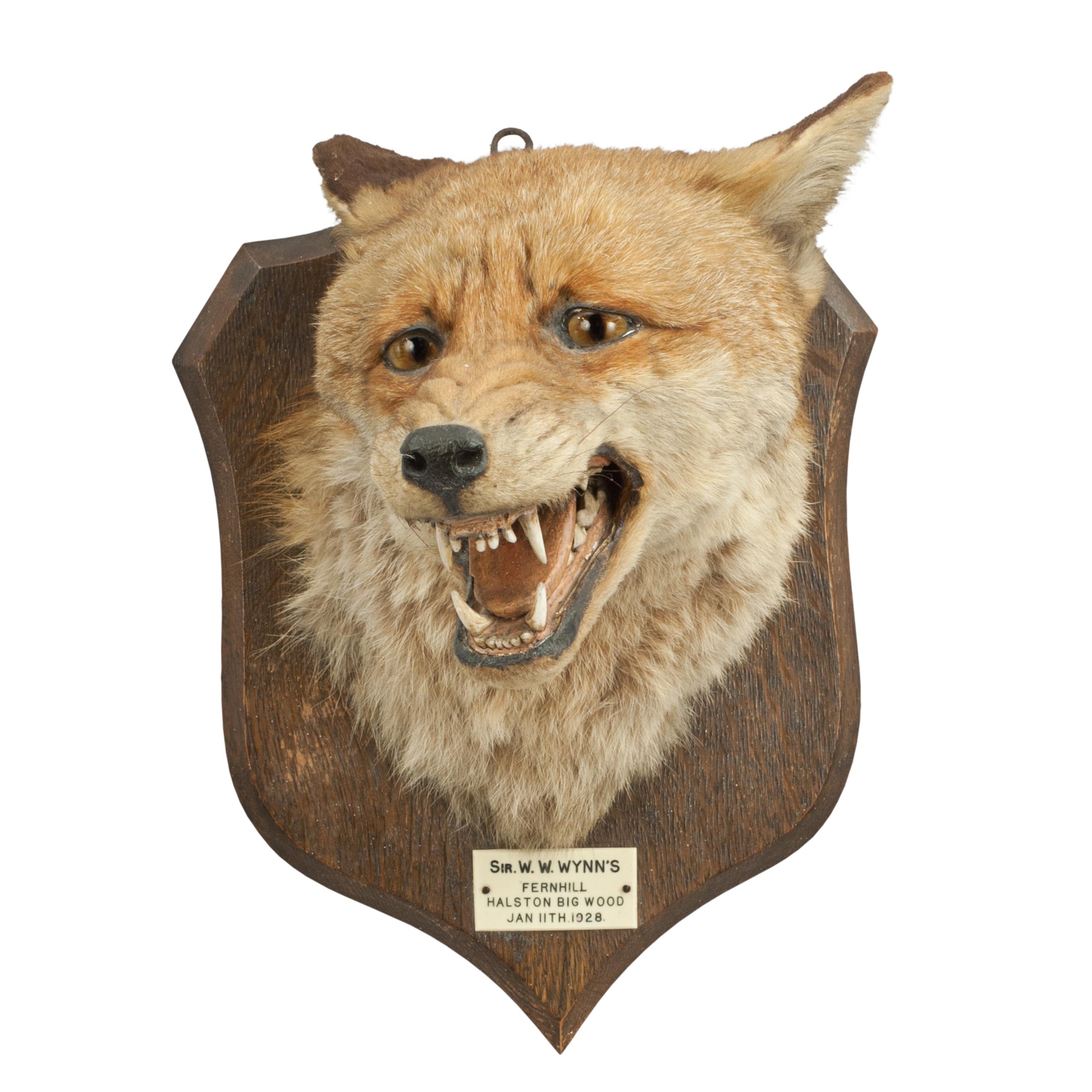 taxidermy fox