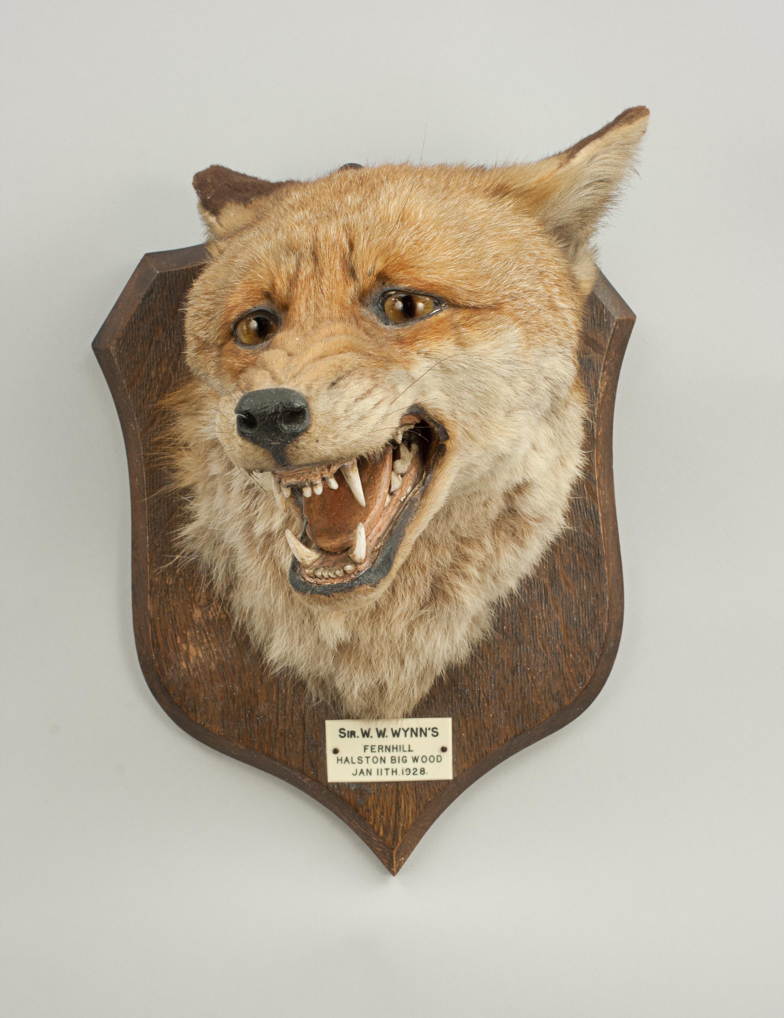 spicer taxidermy