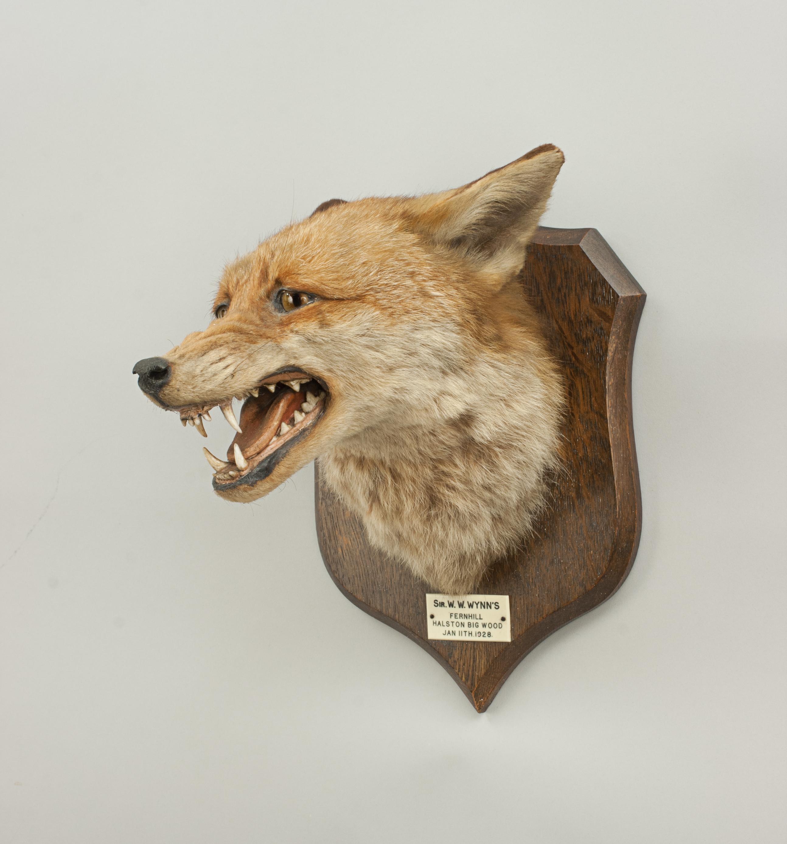 Sporting Art Fox Mask, Taxidermy by Peter Spicer of Royal Leamington Spa