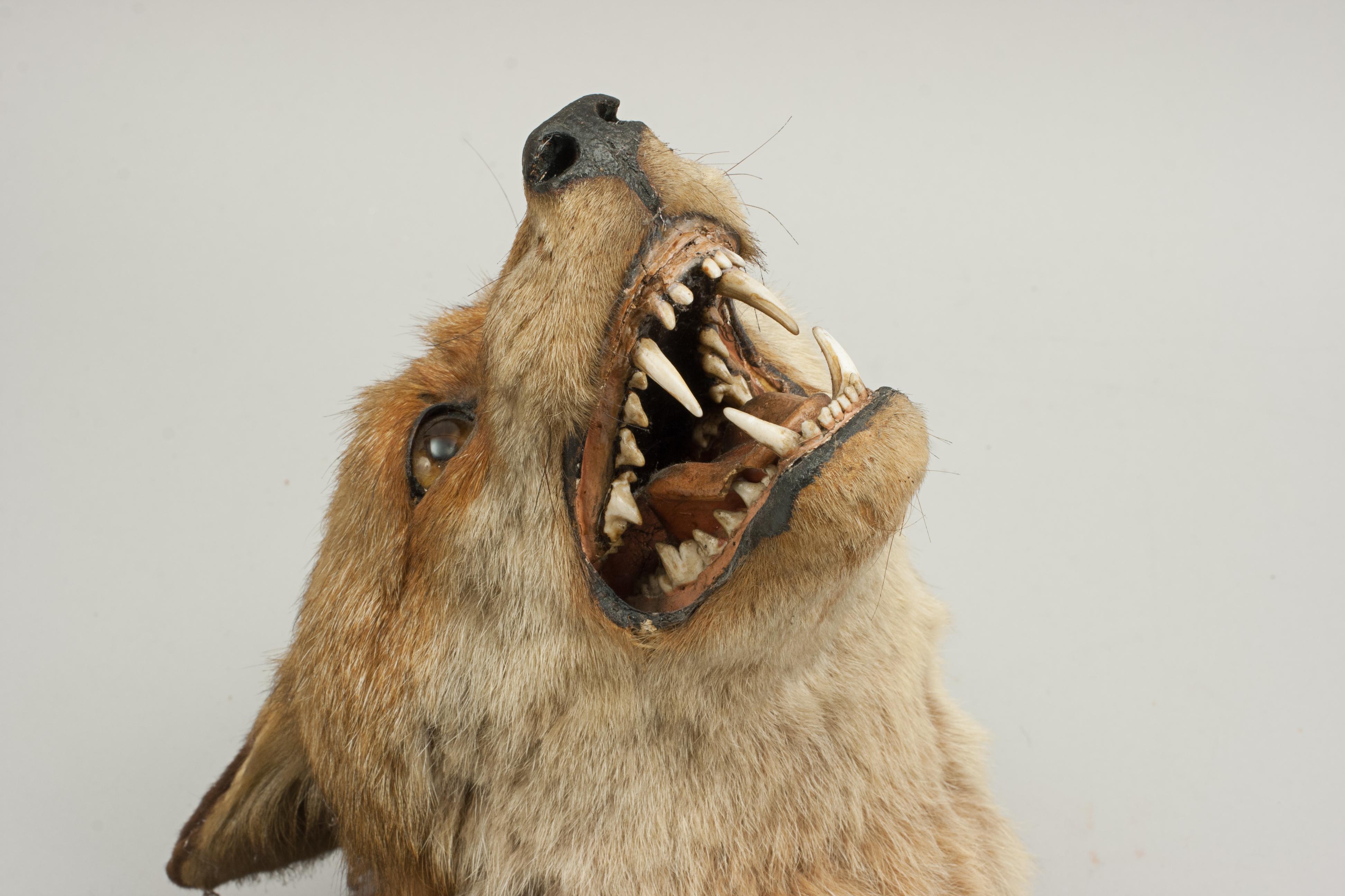 English Fox Mask, Taxidermy by Peter Spicer of Royal Leamington Spa