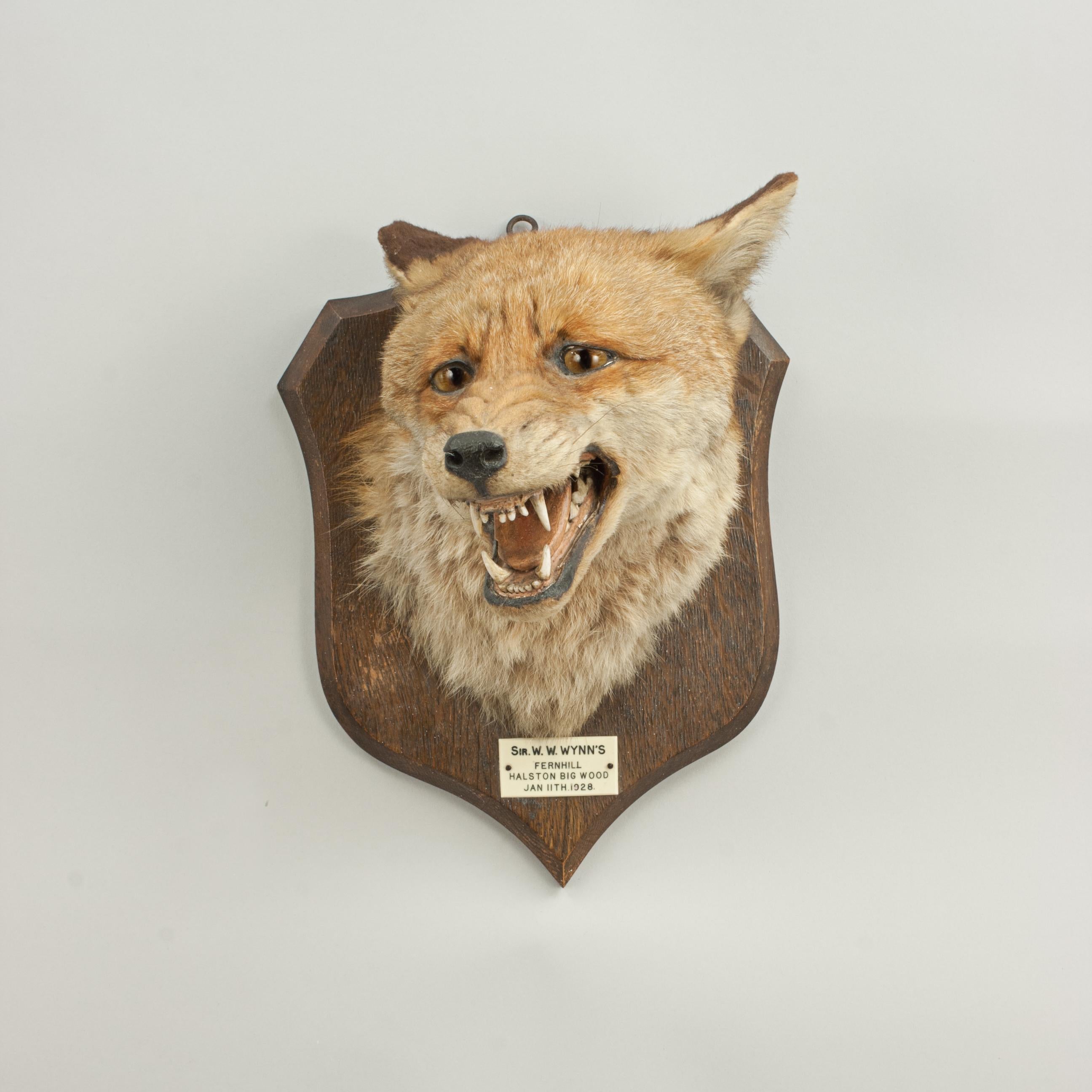 Fox Mask, Taxidermy by Peter Spicer of Royal Leamington Spa In Good Condition In Oxfordshire, GB