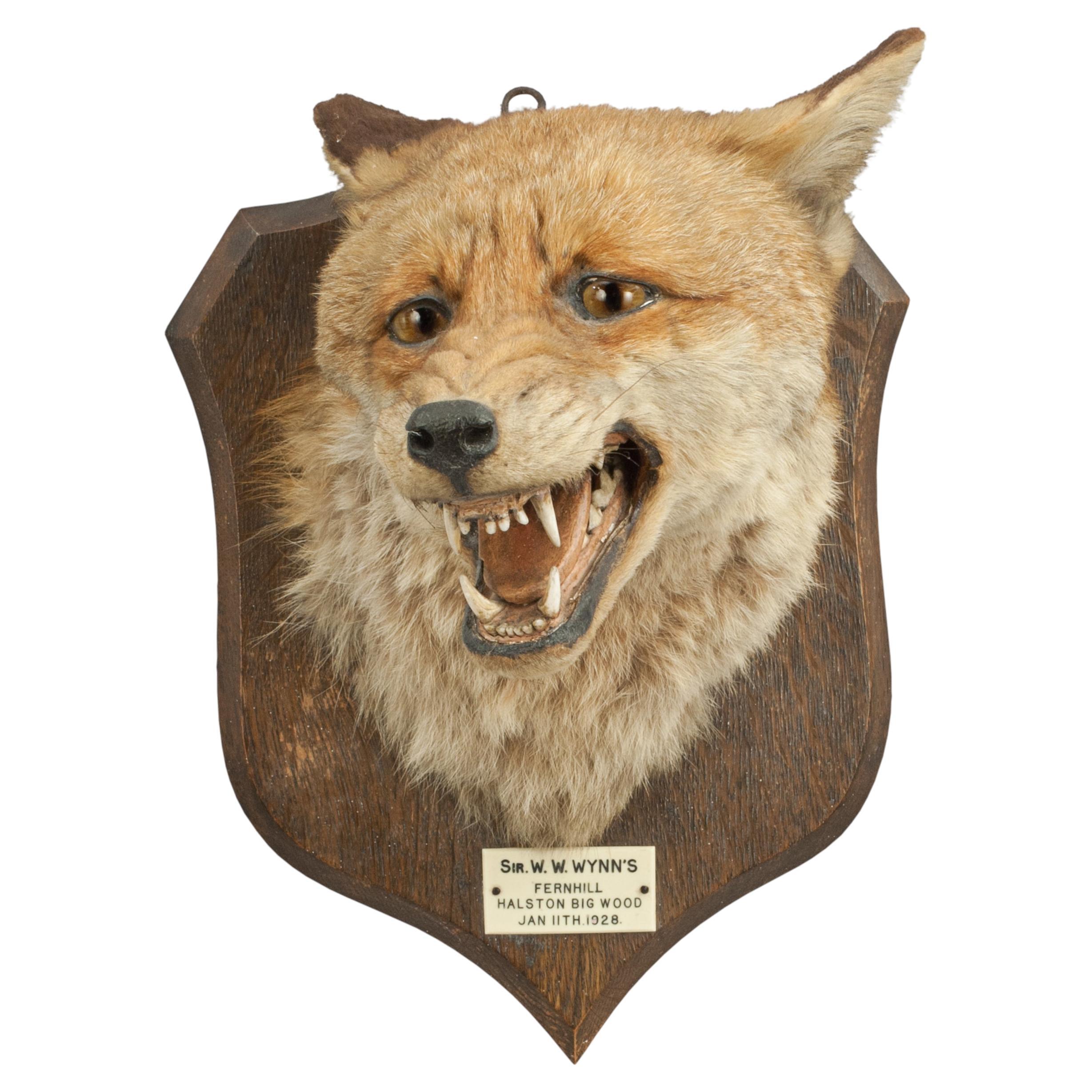 Fox Mask, Taxidermy by Peter Spicer of Royal Leamington Spa