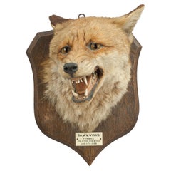 Fox Maske, Taxidermy von Peter Spicer von Royal Leamington Spa