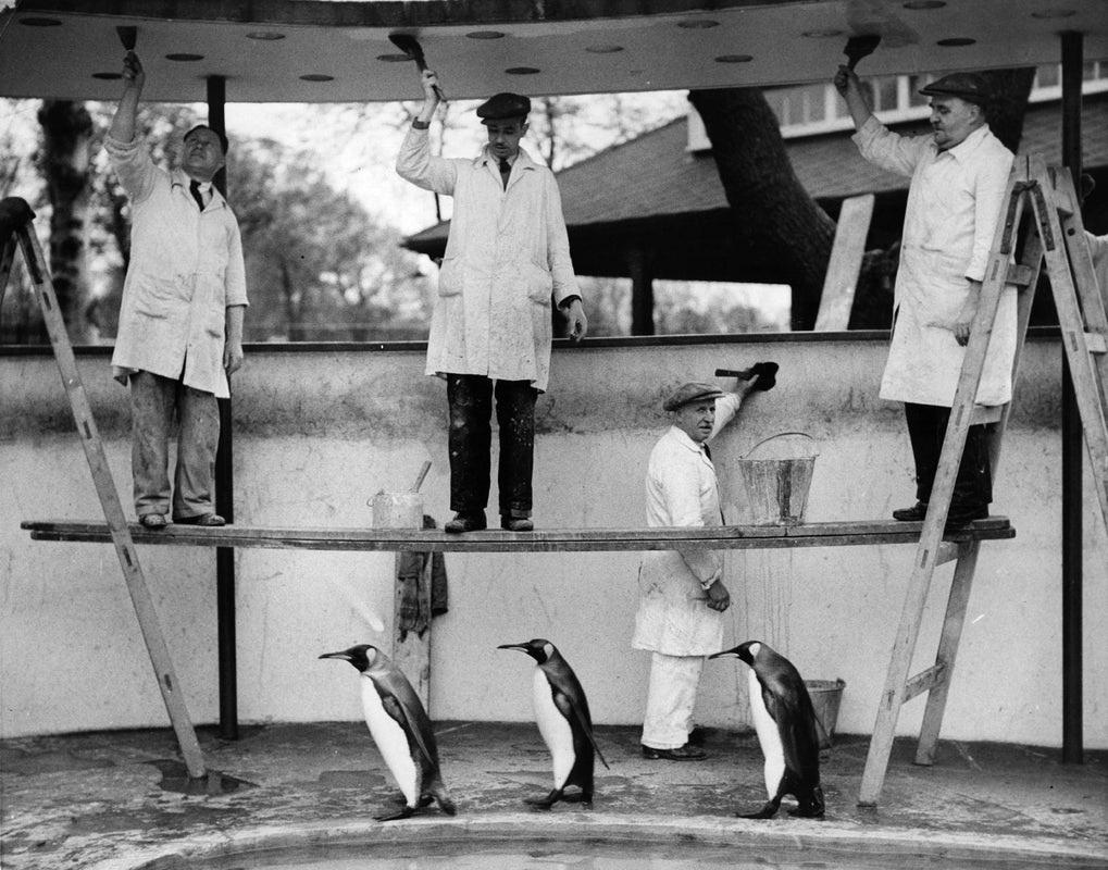 "Penguins Decoration" by Fox Photos

4th May 1936: Three king penguins march past workmen painting their area at London Zoo and take no notice of them.

Unframed
Paper Size: 16" x 20'' (inches)
Printed 2022 
Silver Gelatin Fibre Print