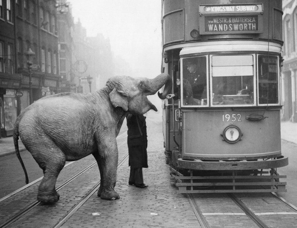"Hungry Elephant" by Fox Photos

An elephant named Mae West accepts an apple from a passing tram driver while taking her morning exercise along Gray's Inn Road, London, 16th December 1936. Mae is helping to publicise the Christmas bazaar at Gamages