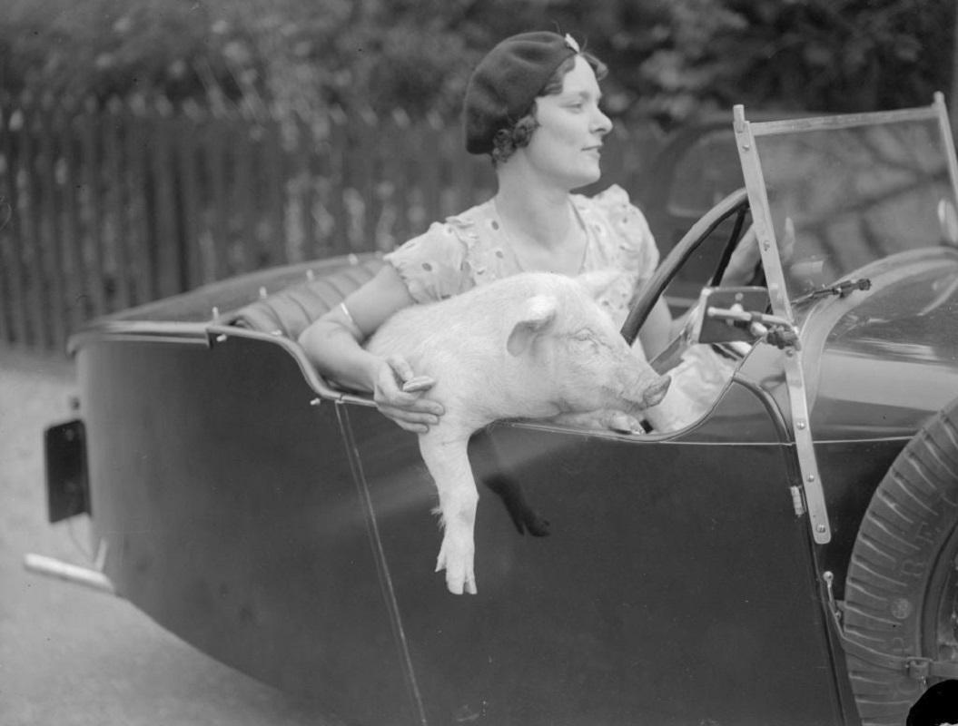 "1st Class Travel" by Fox Photos

September 1934: Mrs C Wylds behind the wheel with her pet pig at Terling in Essex.

Unframed
Paper Size: 16" x 20'' (inches)
Printed 2022 
Silver Gelatin Fibre Print