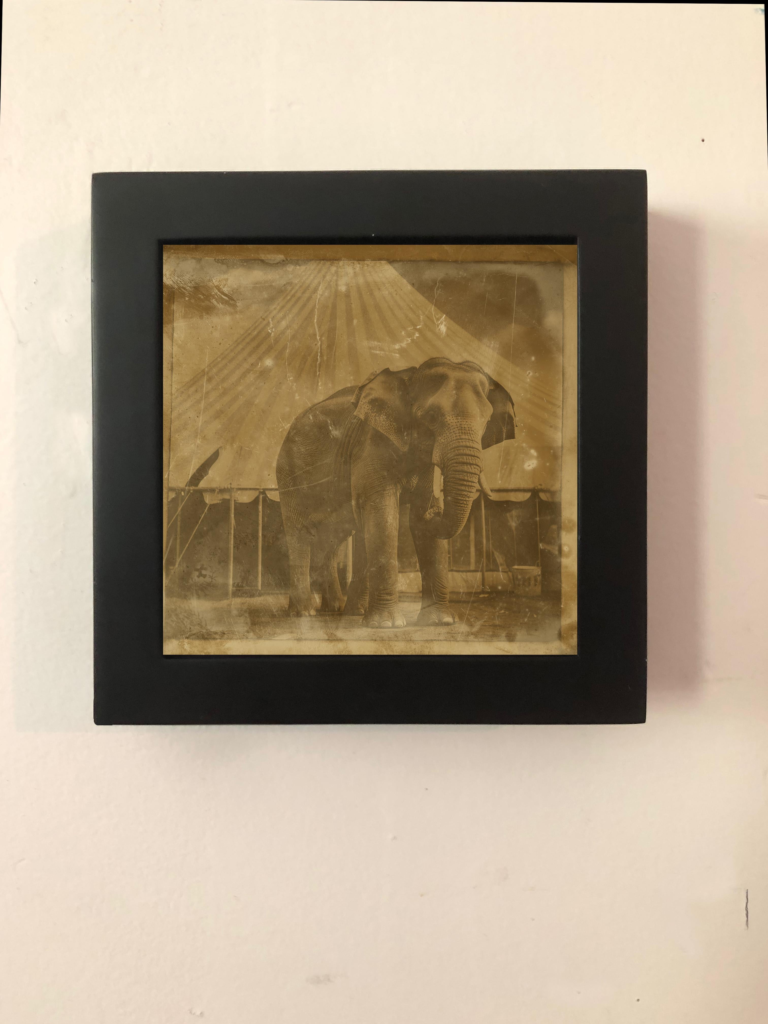 Bingo the Circus Elephant  circus series enchanting daguerreotype reproduction - Photograph by FPA Francis Pavy Artist