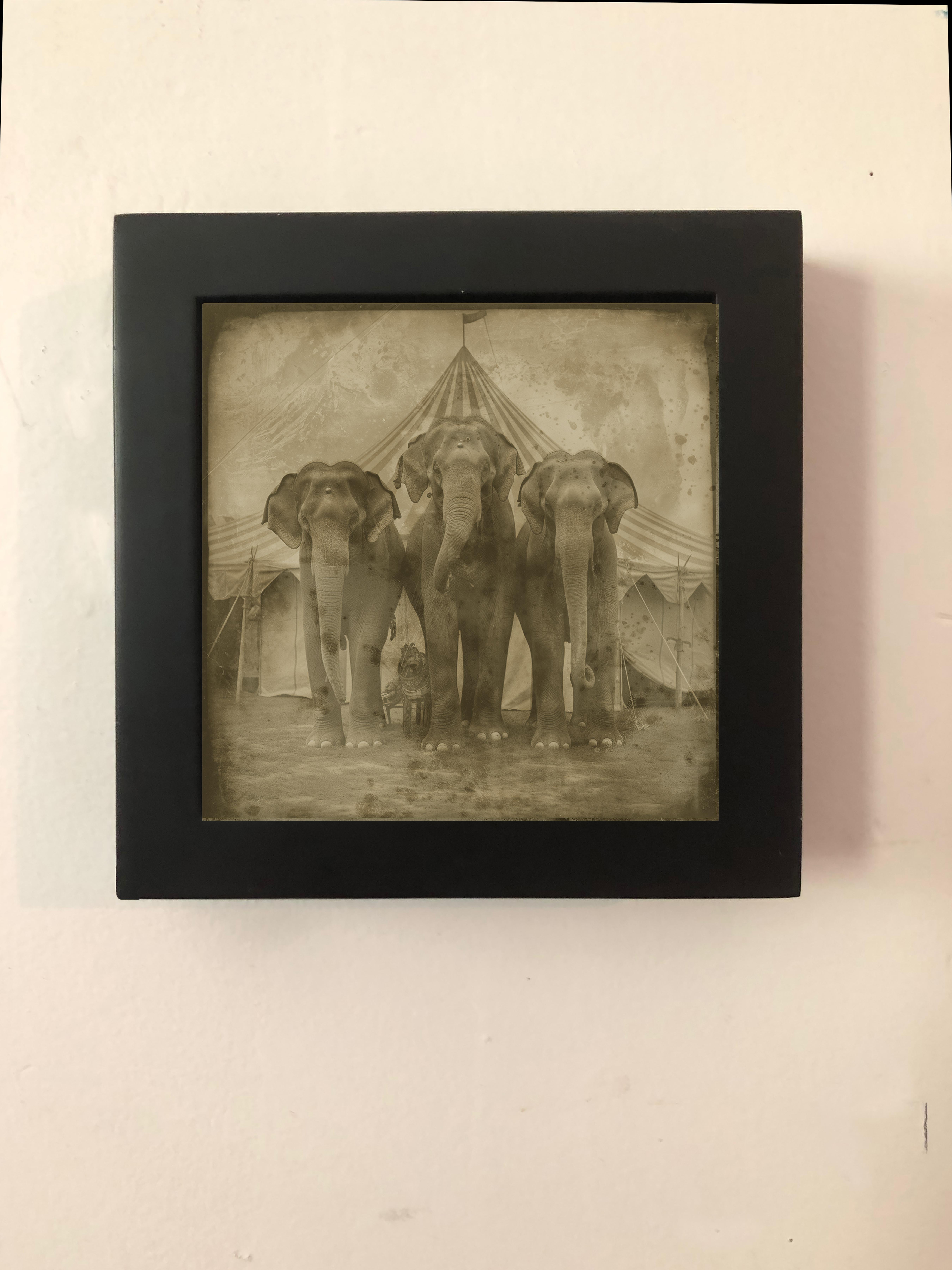 Three Circus Elephants - exotic daguerreotype reproduction Framed - Photograph by FPA Francis Pavy Artist