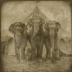 Trois éléphants de cirque - reproduction exotique du daguerréotype encadrée