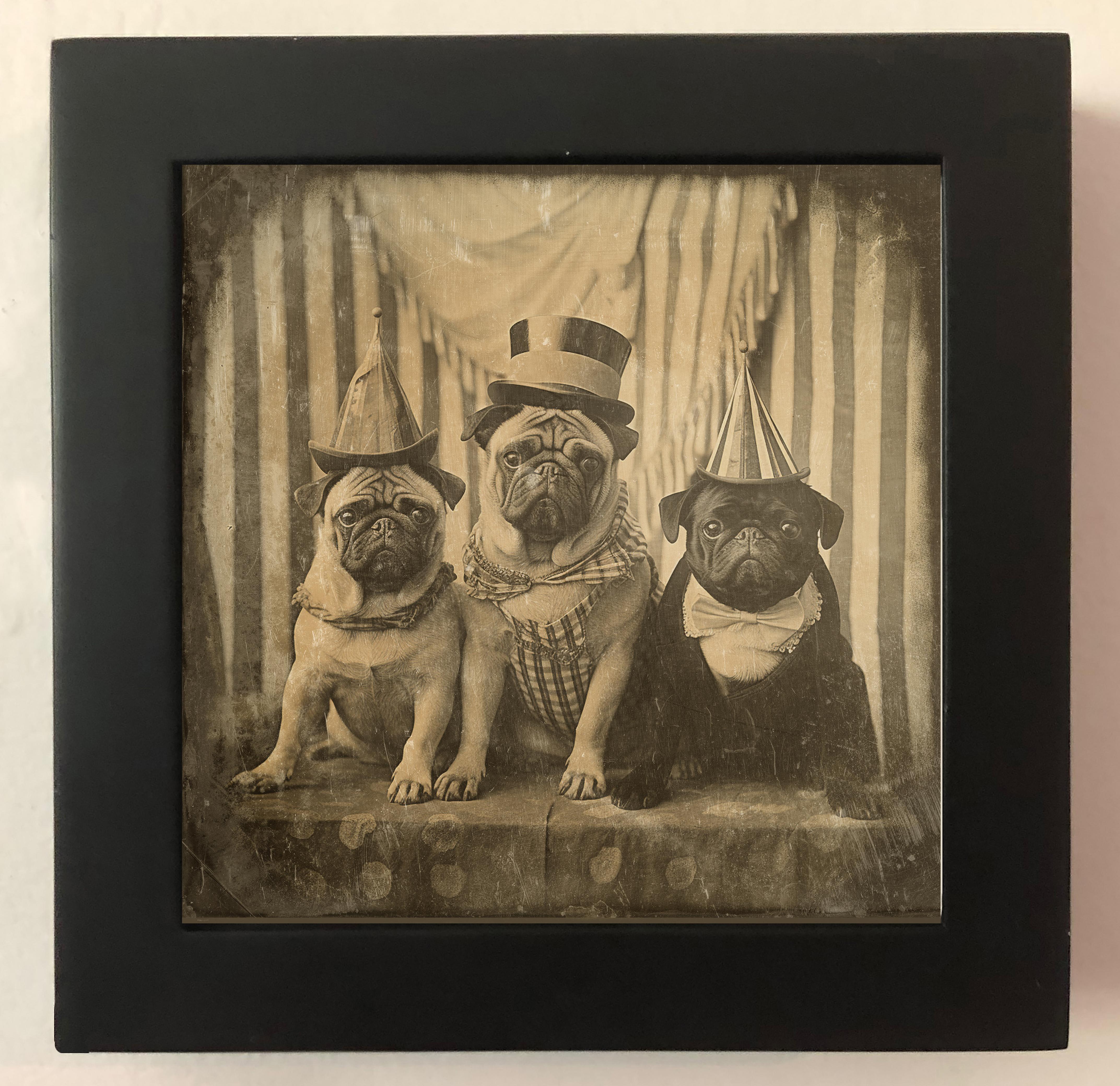 Three Circus Pugs - enchanting exotic daguerreotype reproduction Framed - Photograph by FPA Francis Pavy Artist