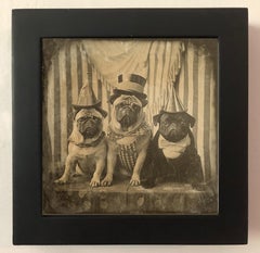 Three Circus Pugs - enchanting exotic daguerreotype reproduction Framed