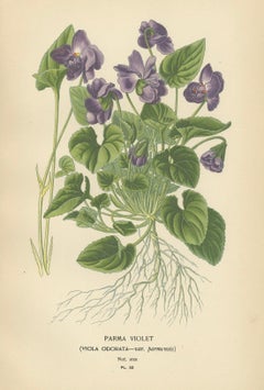 Fragrant Heirlooms: Aromatic Blossoms from Edward Step's Collection, 1896
