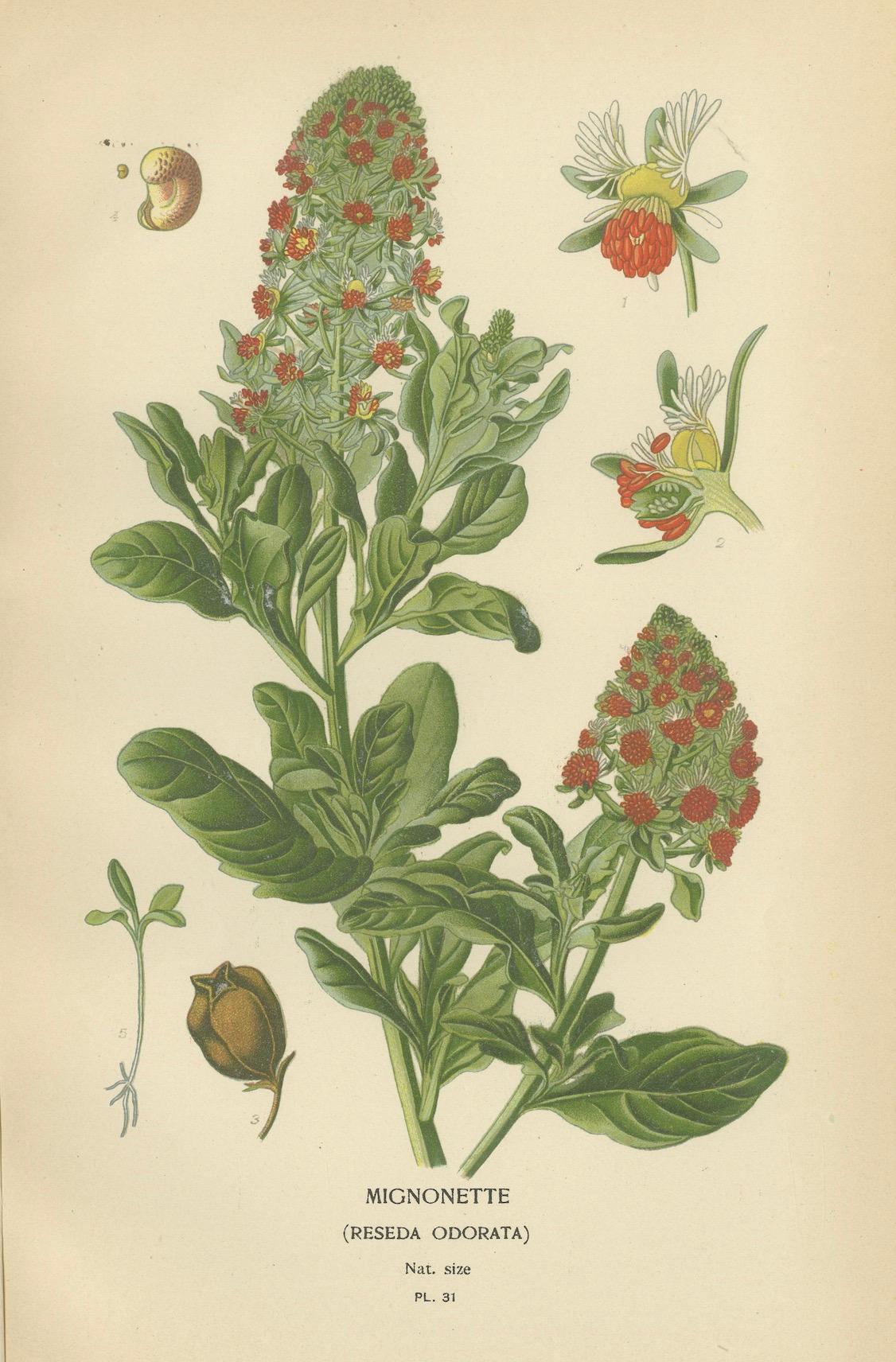 Fragrant Heirlooms: Aromatic Blossoms from Edward Step's Collection, 1896 In Good Condition In Langweer, NL