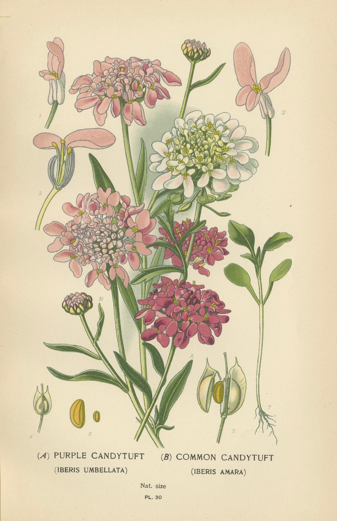 Late 19th Century Fragrant Heirlooms: Aromatic Blossoms from Edward Step's Collection, 1896