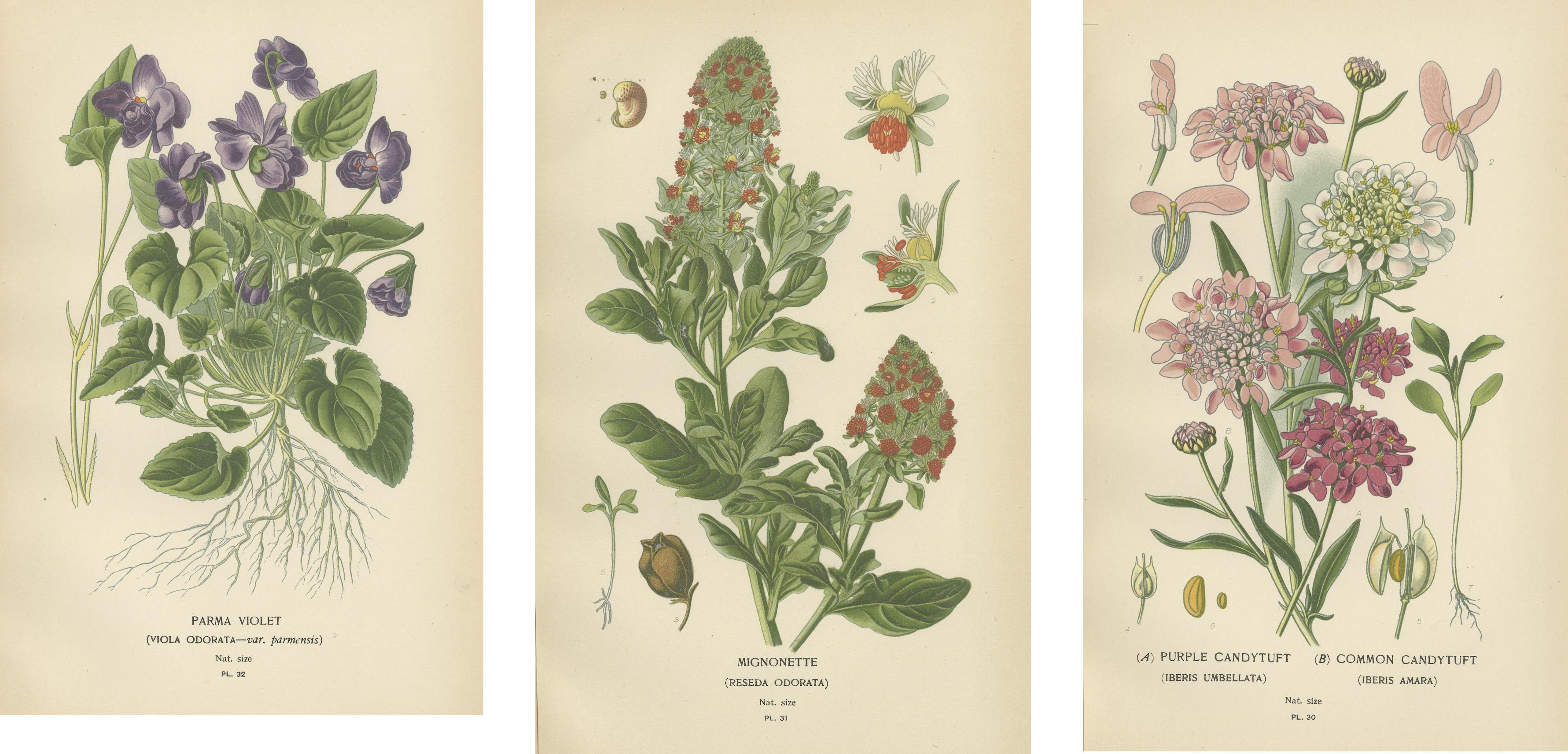 Paper Fragrant Heirlooms: Aromatic Blossoms from Edward Step's Collection, 1896