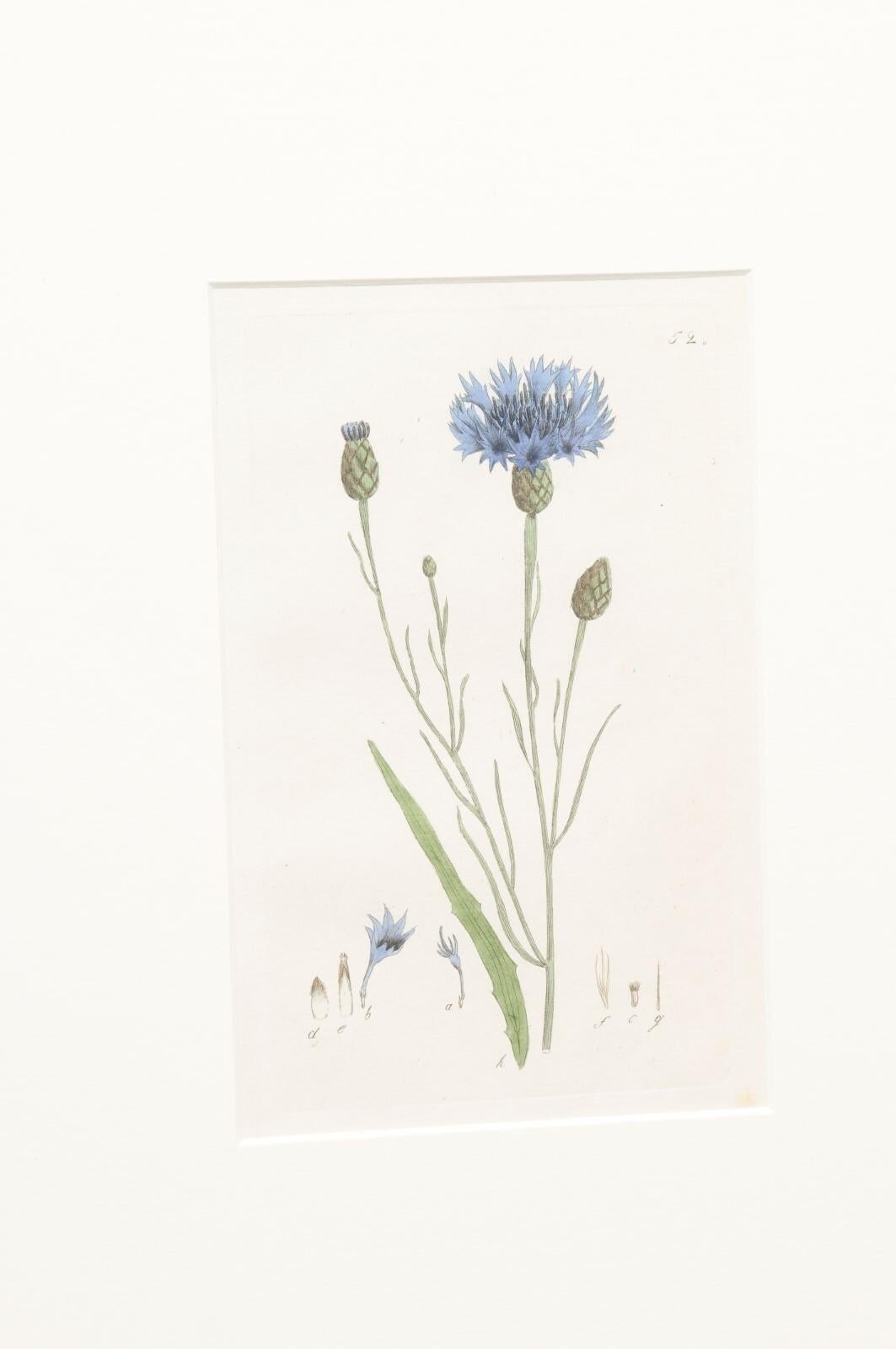 Framed 18th C. Swedish Botanical Engravings, Set of 4 For Sale 5