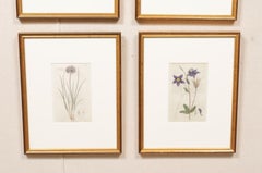 Gerahmte schwedische botanische Stiche aus dem 18. Jahrhundert, 4 Exemplare